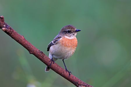 Stonechat, Saxicola torquataの写真素材