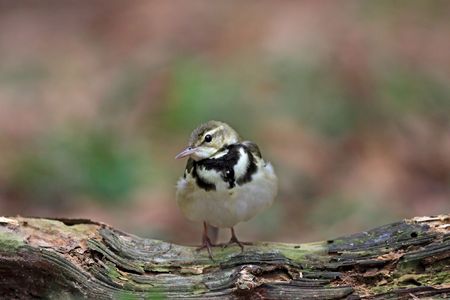 Forest Wagtail, Dendronanthus indicusの写真素材