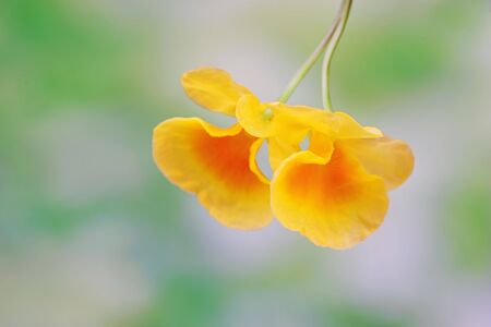 orchidの写真素材