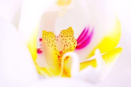 orchidの写真素材