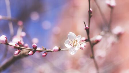 Spring. peach blossom