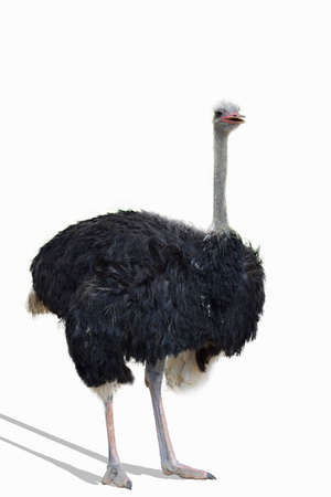 ostrich in front of a white backgroundの写真素材