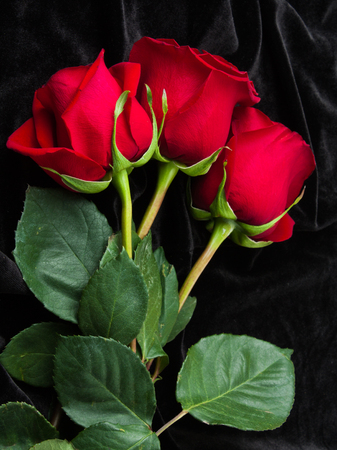 Beautiful red rose on black satin as background.の写真素材