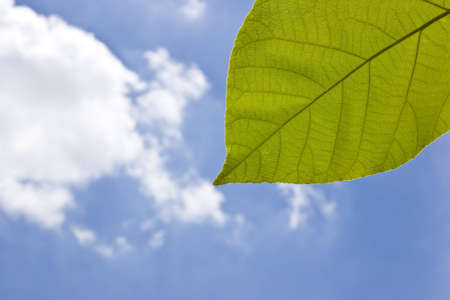 texture of teak leaf under blue skyの写真素材