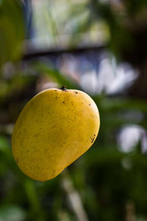 ripe of sweet mangoの写真素材