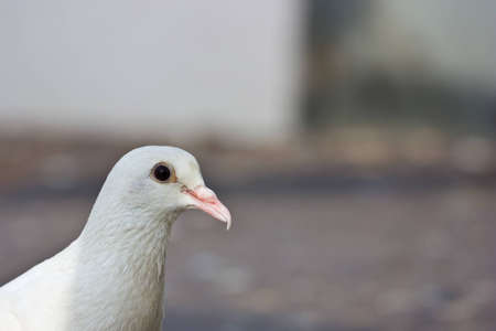  white pigeon sysbol of peaceable and old system communicationの写真素材
