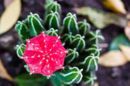 cactus taken by birdの写真素材