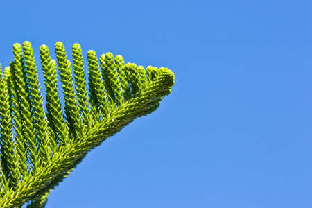 pattern of foliage