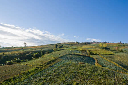 agriculture on mountainの写真素材