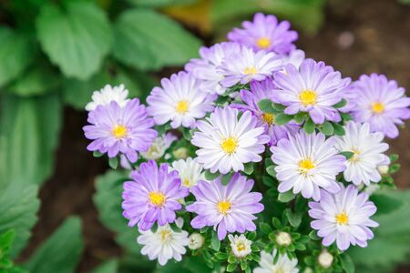 Beautiful flower and green leaf background in flower garden at sunny summer or spring day for postcard. beauty decoration and agriculture idea concept design. Geranium flower.の写真素材