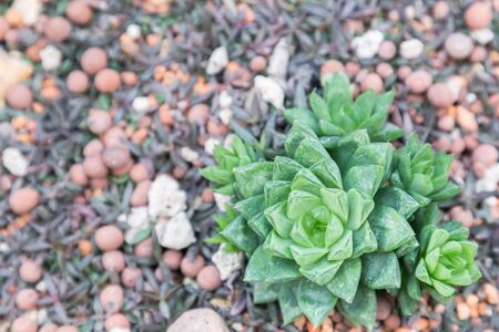 Succulents or cactus in desert botanical garden and stone pebbles background for decoration and agriculture idea concept design.の写真素材