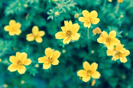 Beautiful flower and green leaf background in flower garden at sunny summer or spring day for...