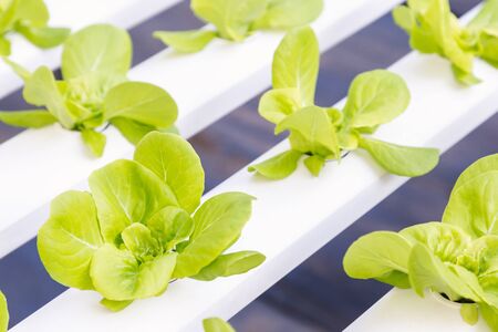 Fresh organic green vegetables salad in hydroponics greenhouse farm for health, food and agriculture concept design. Hydroponics is a non soil plant.の写真素材