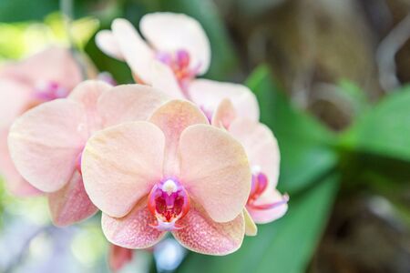 Orchid flower in orchid garden at winter or spring day for postcard beauty and agriculture idea concept design. Phalaenopsis orchid or Moth orchid.の写真素材