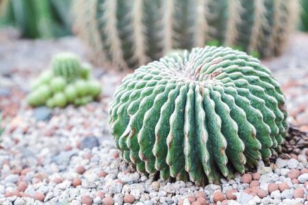 Succulents or cactus in desert botanical garden and stone pebbles background for decoration and agriculture idea concept design.の写真素材