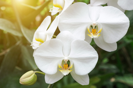Orchid flower in orchid garden at winter or spring day for postcard beauty and agriculture idea concept design. Phalaenopsis aphrodite Orchidaceae (Moon Orchid, Moth Orchid, The Lovely Phalaenopsis)の写真素材