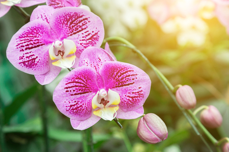 Orchid flower in orchid garden at winter or spring day for postcard beauty and agriculture idea concept design. Phalaenopsis Orchid or Moth Orchid.の写真素材