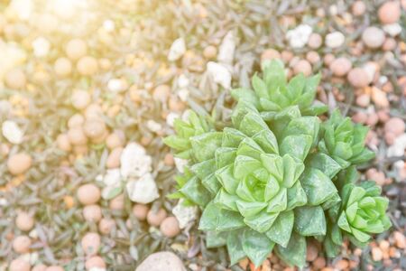 Succulents or cactus in desert botanical garden and stone pebbles background for decoration and agriculture idea concept design.の写真素材