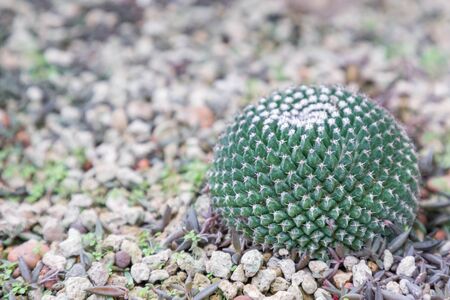 Succulents or cactus in desert botanical garden and stone pebbles background. succulents or cactus...