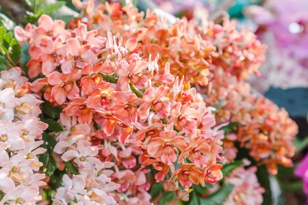 Orchid flower in orchid garden at winter or spring day for postcard beauty and agriculture idea concept design. Rhynchostylis orchid. Hybrid orchid.の写真素材