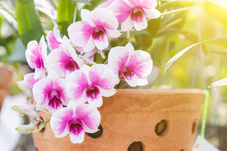 Orchid flower in orchid garden at winter or spring day for postcard beauty and agriculture idea concept design. Pink orchid. Hybrid orchid.の写真素材