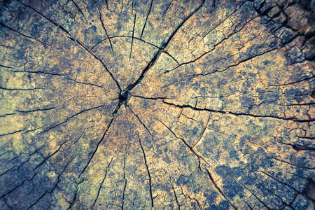 Wood texture or wood background. wood for interior exterior decoration and industrial construction concept design. wood motifs that occurs natural. Vintage color.の写真素材