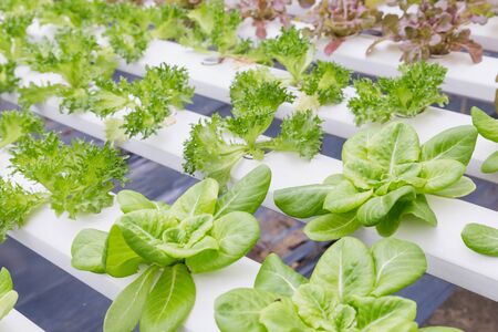Hydroponics greenhouse. Organic green vegetables salad in hydroponics farm for health, food and agriculture concept design. Hydroponics is a non soil plant.の写真素材