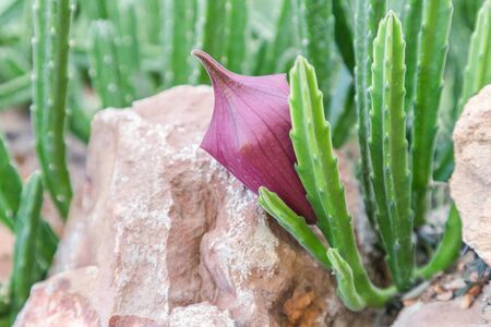 Succulents or cactus in desert botanical garden with sand stone pebbles background. succulents or cactus for decoration and agriculture concept design.の写真素材