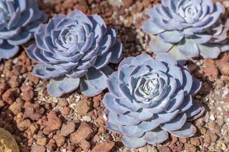 Succulents or cactus in desert botanical garden with sand stone pebbles background. succulents or...