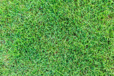 Grass texture or grass background. green grass for golf course, soccer field or sports background concept design. Natural green grass.の写真素材
