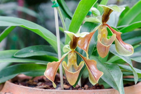 Orchid flower in orchid garden at winter or spring day for postcard beauty and agriculture idea concept design. Paphiopedilum orchid or Lady's Slipper orchid.の写真素材