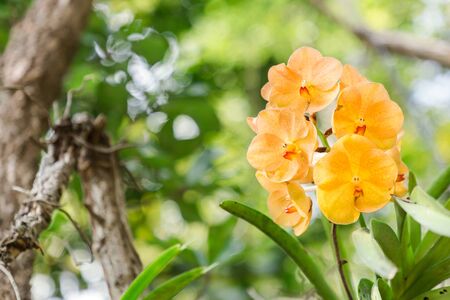 Orchid flower in orchid garden at winter or spring day for postcard beauty and agriculture idea concept design. Vanda coerulea orchid. Hybrid orchid.の写真素材