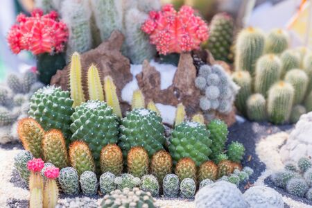 Succulents or cactus in desert botanical garden with sand stone pebbles background. succulents or cactus for decoration and agriculture concept design.の写真素材
