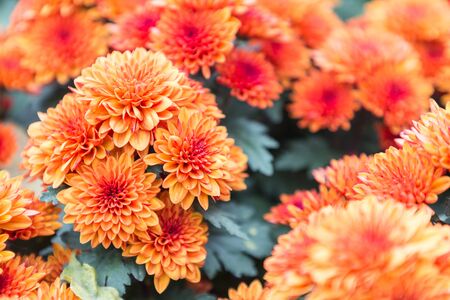 Flower and green leaf background in flower garden at sunny summer or spring day. flower for postcard beauty decoration and agriculture concept design. Beautiful flower.の写真素材