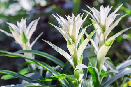 Bromeliad flower in various color in garden for postcard beauty decoration and agriculture concept design.の写真素材