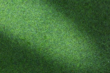 Grass texture background for golf course, soccer field or sports concept design.の写真素材