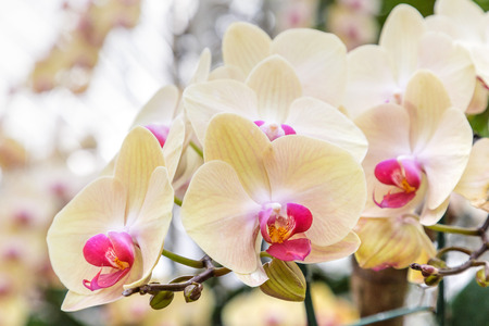 Orchid flower in garden at winter or spring day for postcard beauty and agriculture idea concept design. Phalaenopsis Orchid.の写真素材
