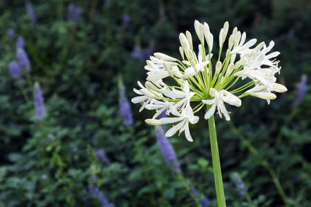 Flower and green leaf background in garden at sunny summer or spring day for postcard beauty decoration and agriculture concept design.の写真素材