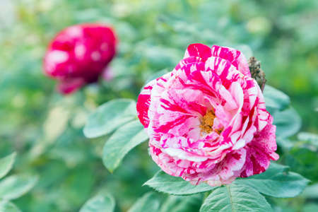 Rose flower and green leaf background in garden at sunny summer or spring day for postcard beauty...