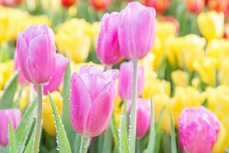 Tulip flower with green leaf background in tulip field at winter or spring day for postcard beauty decoration and agriculture concept design.の写真素材