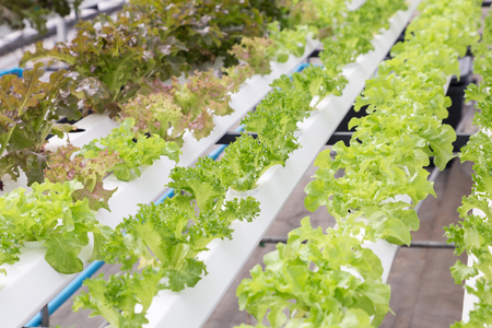 Hydroponics system greenhouse and organic vegetables salad in hydroponics farm for health, food and agriculture concept design.の写真素材