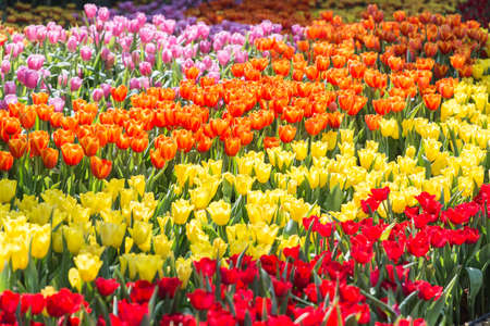 Tulip flower with green leaf background in tulip field at winter or spring day for postcard beauty decoration and agriculture concept design.の写真素材
