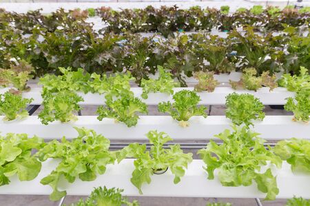 Hydroponics system greenhouse and organic vegetables salad in hydroponics farm for health, food and agriculture concept design.の写真素材