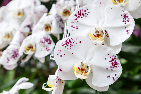 Orchid flower in garden at winter or spring day for postcard beauty and agriculture idea concept design. Phalaenopsis orchid.の写真素材