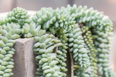 Succulents or cactus in desert botanical garden with sand stone pebbles background for decoration and agriculture concept design.の写真素材
