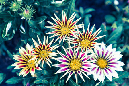 Flower and green leaf background in garden at sunny summer or spring day for postcard beauty decoration and agriculture concept design.の写真素材