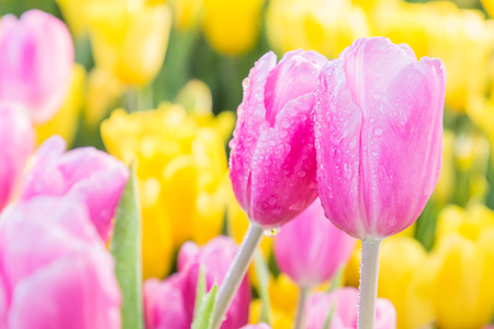 Tulip flower with green leaf background in tulip field at winter or spring day for postcard beauty decoration and agriculture concept design.の写真素材