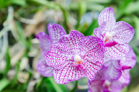 Orchid flower in garden at winter or spring day for postcard beauty and agriculture idea concept design. Vanda Orchid.の写真素材
