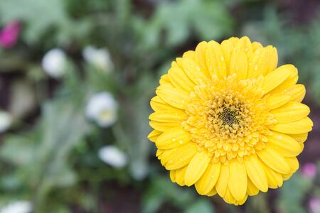 Flower and green leaf background in garden at sunny summer or spring day for postcard beauty decoration and agriculture concept design.の写真素材