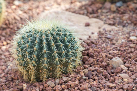 Succulents or cactus in desert botanical garden with sand stone pebbles background for decoration and agriculture concept design.の写真素材